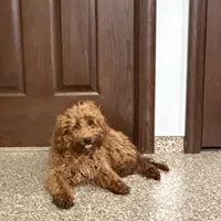 Henry, a male Cockapoo for sale in Nappanee, IN – Photo 2 of 4