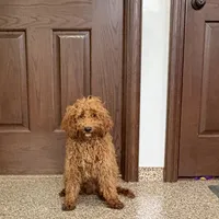 Henry, a male Cockapoo for sale in Nappanee, IN – Photo 3 of 4