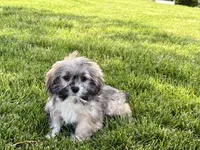 Gloria , a female Lhasa Apso for sale in Nappanee, IN – 1 of 8