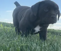Leah , a female German Long-haired Pointer for sale in Le Mars, IA – 2 of 9