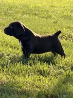 Leah , a female German Long-haired Pointer for sale in Le Mars, IA – 5 of 9
