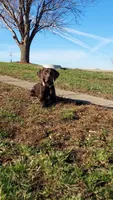 Leah , a female German Long-haired Pointer for sale in Le Mars, IA – 8 of 9