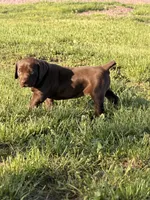 Leah , a female German Long-haired Pointer for sale in Le Mars, IA – 4 of 9