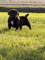 Leah , a female German Long-haired Pointer for sale in Le Mars, IA – 6 of 9