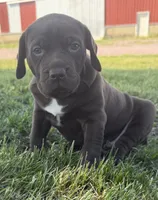 Leah , a female German Long-haired Pointer for sale in Le Mars, IA – 3 of 9