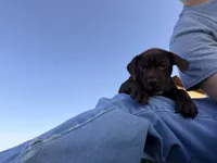 Leah , a female German Long-haired Pointer for sale in Le Mars, IA – 7 of 9