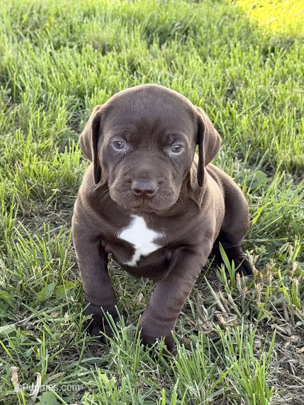 Leah  – German Long-haired Pointer puppy for sale in Le Mars, IA