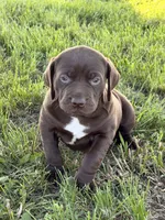 Leah , a female German Long-haired Pointer for sale in Le Mars, IA – 1 of 9
