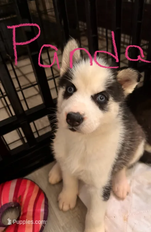 Panda – Siberian Husky puppy for sale in Carbondale, PA