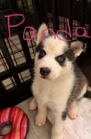 Panda, a female Siberian Husky for sale in Carbondale, PA – 1 of 1