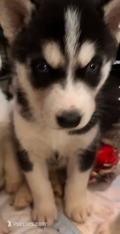 Diamond – Siberian Husky puppy for sale in Carbondale, PA