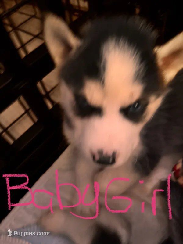 Baby Girl – Siberian Husky puppy for sale in Carbondale, PA