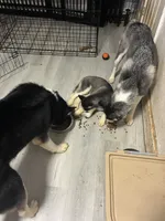 Baby Girl, a female Siberian Husky for sale in Carbondale, PA – 2 of 2