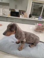 Jenny, a female Miniature Dachshund for sale in Riverside, CA – 2 of 3