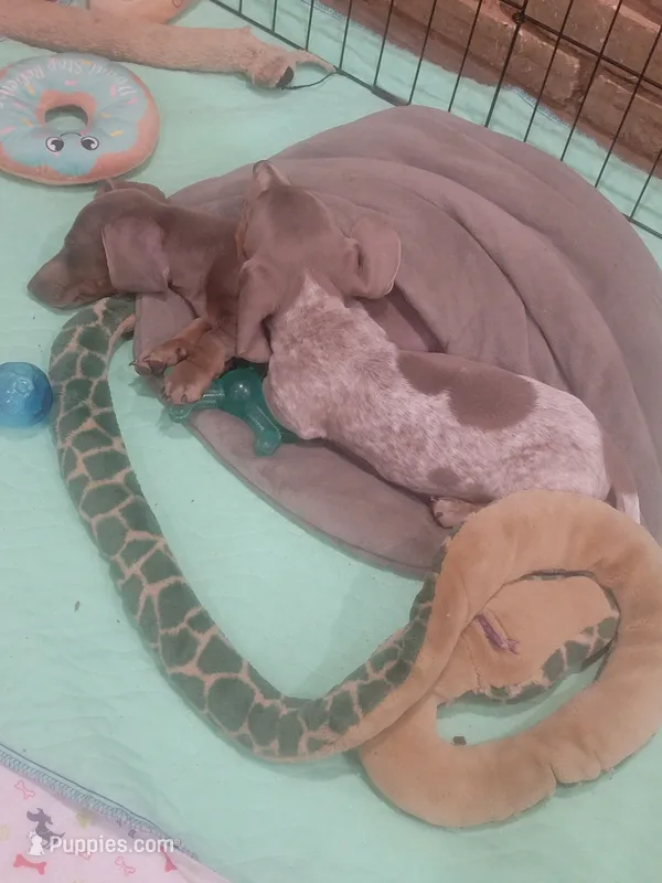 Louie full AKC. Isabella pibald with ticking – Miniature Dachshund puppy for sale in Riverside, CA