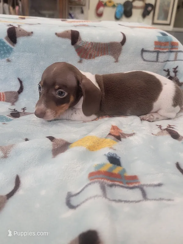 Dewey full AKC – Miniature Dachshund puppy for sale in Riverside, CA