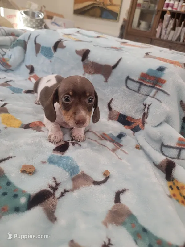 Dewey full AKC – Miniature Dachshund puppy for sale in Riverside, CA