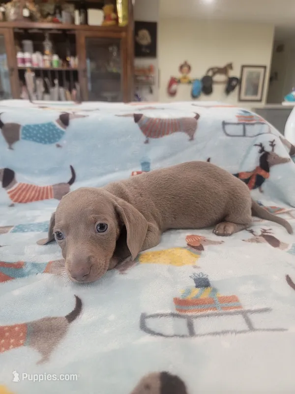 Eddie full AKC – Miniature Dachshund puppy for sale in Riverside, CA