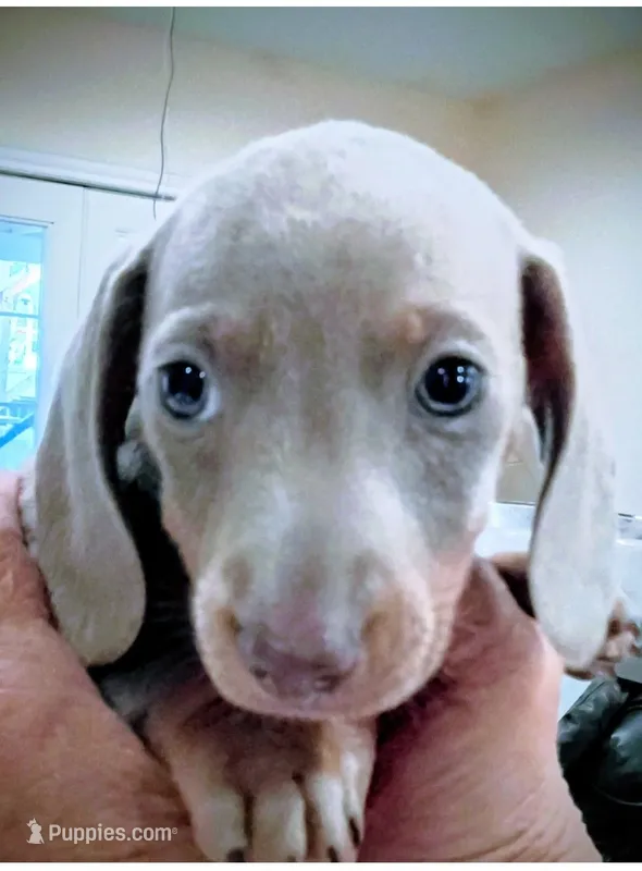 Eddie full AKC Isabella, a male Miniature Dachshund for sale in Riverside, CA – 1 of 6
