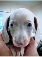Eddie full AKC Isabella, a male Miniature Dachshund for sale in Riverside, CA – 1 of 6