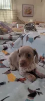 Louie full AKC., a male Miniature Dachshund for sale in Riverside, CA – 1 of 4