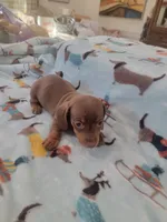 Sammy Davis full AKC, a male Miniature Dachshund for sale in Riverside, CA – 5 of 5