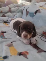 Huey full AKC, a male Miniature Dachshund for sale in Riverside, CA – 4 of 4