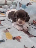 Huey full AKC, a male Miniature Dachshund for sale in Riverside, CA – 3 of 4