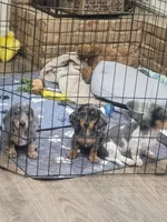 Jenny, a female Miniature Dachshund for sale in Riverside, CA – 3 of 3