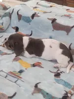 Huey full AKC, a male Miniature Dachshund for sale in Riverside, CA – 2 of 4