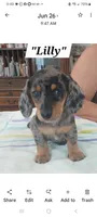 Lily, a female Miniature Dachshund for sale in Riverside, CA – 1 of 2
