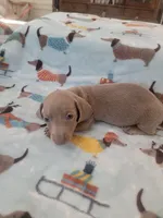 Eddie full AKC, a male Miniature Dachshund for sale in Riverside, CA – 2 of 5