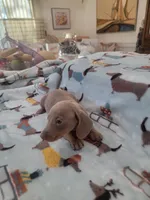 Eddie full AKC, a male Miniature Dachshund for sale in Riverside, CA – 4 of 5
