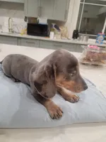 Jenny, a female Miniature Dachshund for sale in Riverside, CA – 1 of 3