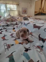 Louie full AKC., a male Miniature Dachshund for sale in Riverside, CA – 4 of 4