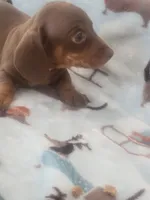 Sammy Davis full AKC, a male Miniature Dachshund for sale in Riverside, CA – 3 of 5