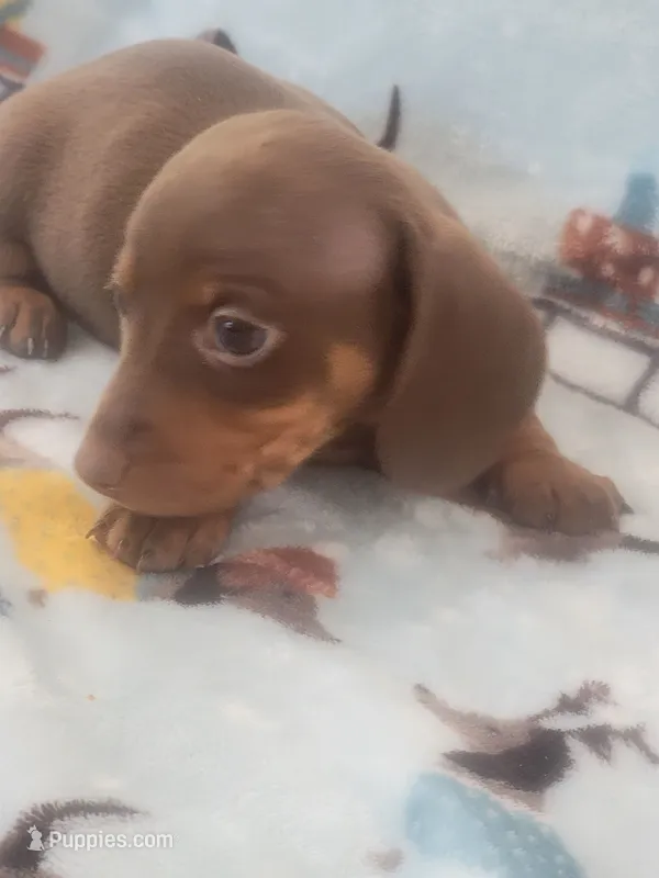 Sammy Davis full AKC – Miniature Dachshund puppy for sale in Riverside, CA