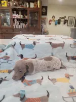 Louie full AKC., a male Miniature Dachshund for sale in Riverside, CA – 3 of 4