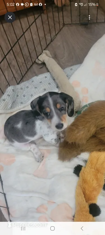 Sonny – Miniature Dachshund puppy for sale in Riverside, CA