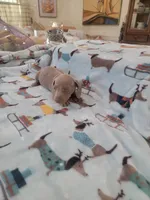 Eddie full AKC, a male Miniature Dachshund for sale in Riverside, CA – 5 of 5
