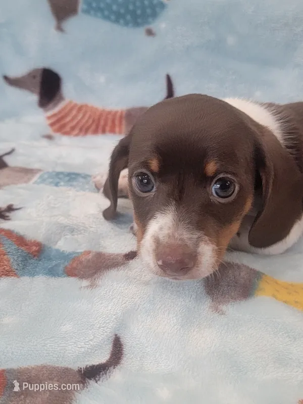 Huey full AKC – Miniature Dachshund puppy for sale in Riverside, CA
