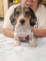 Sonny, a male Miniature Dachshund for sale in Riverside, CA – 2 of 2