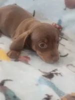 Sammy Davis full AKC, a male Miniature Dachshund for sale in Riverside, CA – 2 of 5