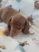 Sammy Davis full AKC, a male Miniature Dachshund for sale in Riverside, CA – 4 of 5