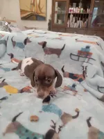 Dewey full AKC, a male Miniature Dachshund for sale in Riverside, CA – 4 of 4