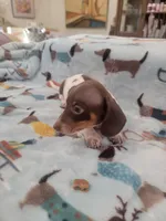 Dewey full AKC, a male Miniature Dachshund for sale in Riverside, CA – 2 of 4