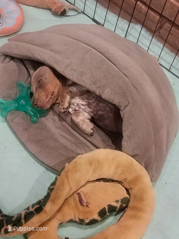Louie full AKC. Isabella pibald with ticking – Miniature Dachshund puppy for sale in Riverside, CA