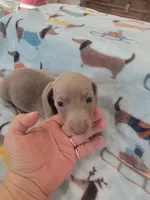 Eddie full AKC, a male Miniature Dachshund for sale in Riverside, CA – 3 of 5