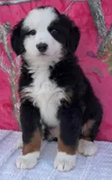 ELSA, a female Australian Shepherd and Bernese Mountain Dog for sale in Burlington, MI – 10 of 10