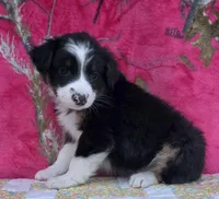 Robby , a male Australian Shepherd for sale in Burlington, MI – Photo 9 of 10
